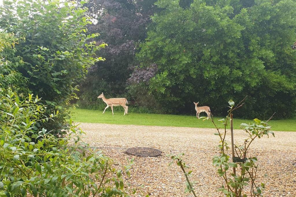 The Old Barn Annexe, Cosy Stay, Close Drive To City, Beach, South Downs & Goodwood 奇切斯特 外观 照片
